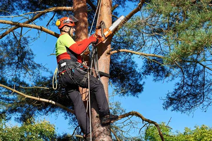 Taille sécurisée de vos arbres