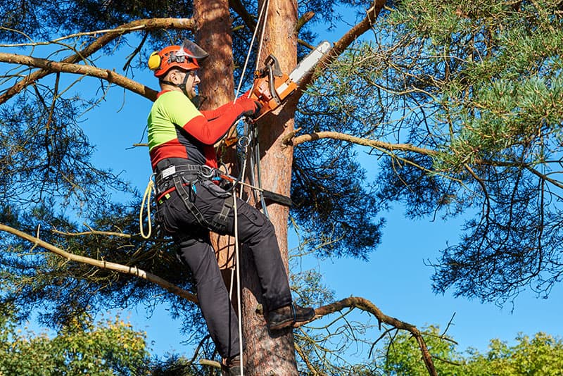 Travaux d'élagage d'arbres Pithiviers