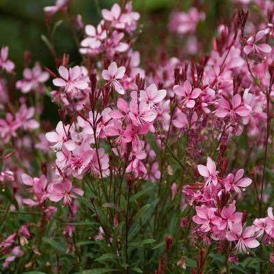 Gaura