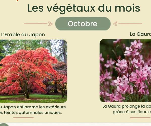 Les végétaux du mois 10 26 Chartier